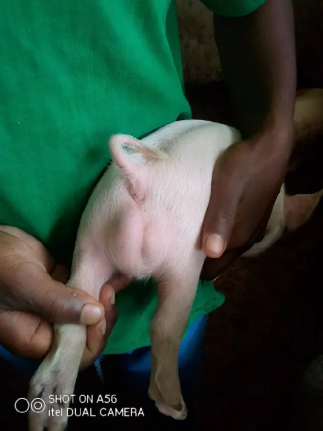 salut j'ai constaté ceci ce matin dans ma ferme 