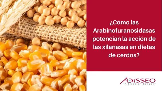 Arabinofuranosidasas: la revolución para potenciar la eficacia de las xilanasas