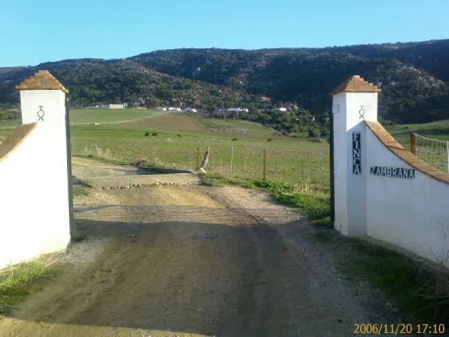 DE LA FINCA ZAMBRANA EN TARIFA CADIZ  YA SALEN LOS MEJORES JAMONES IBE...