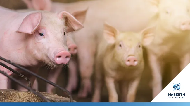 ANTIBIOTIC FREE: una scelta, una filosofia, un percorso per il benessere dei suini!