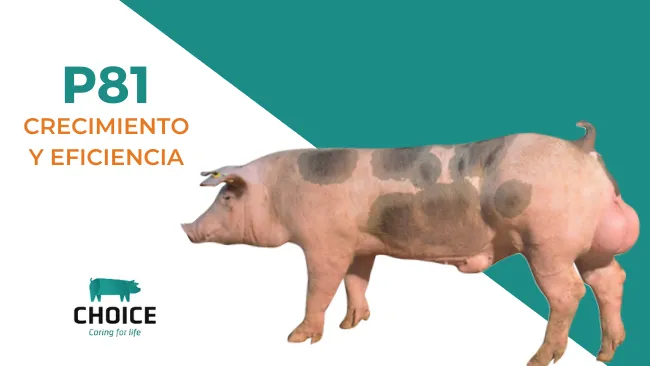 Macho terminal P81: de alto crecimiento y excelente comportamiento