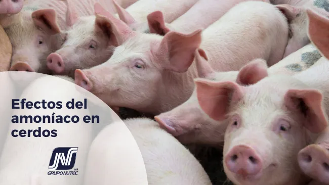 Procesos fisiológicos de digestión de la proteína y producción de amoníaco en preiniciadores