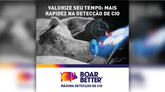 Os riscos de uma detecção insatisfatória do cio de matrizes e marrãs