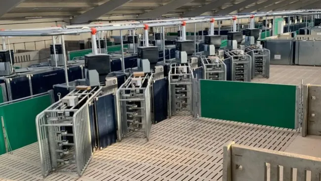 A game-changer in the industry starting with automatic condition scoring in gestation?