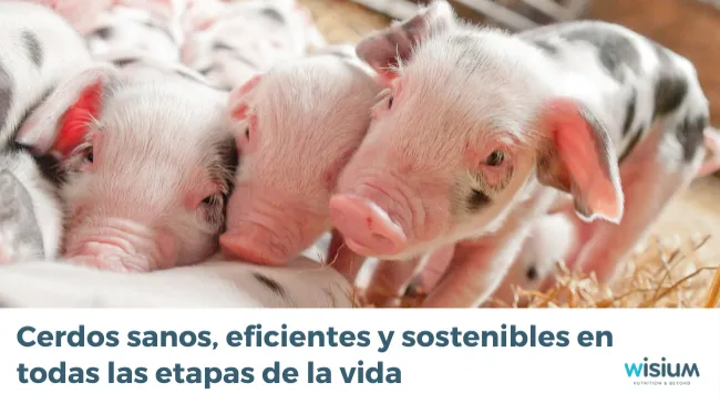 Desarrollo de los cerdos en todas las etapas