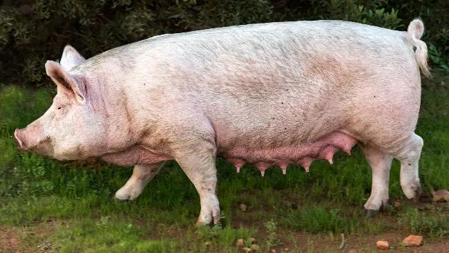Lameness in sows: a silent problem