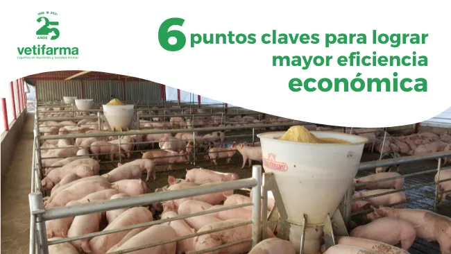 Puntos claves de la alimentación que afectan la rentabilidad en el engorde