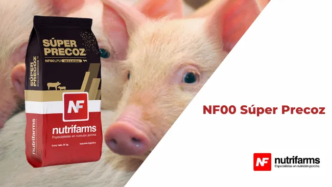 NF00 Súper precoz, la solución para cerdas hiperprolíficas 
