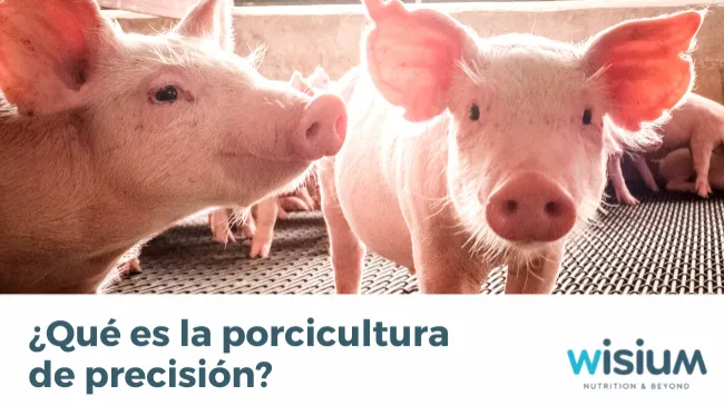 Porcicultura de precisión, ¿el futuro de la industria?