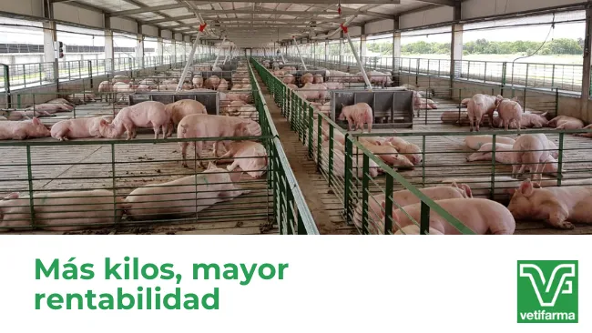 Mas kilos en el engorde: factores a tener en cuenta para obtener mayor rentabilidad