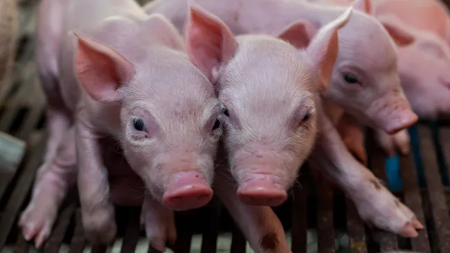 Pain management in castration and tail docking of piglets