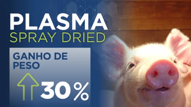 O plasma melhora a imunidade e sanidade em todas as fases da produção suína