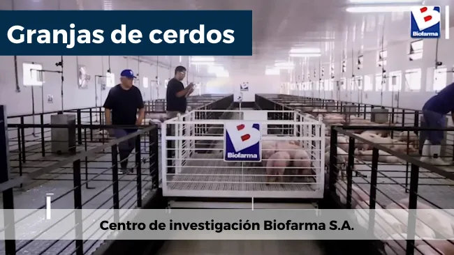 ¿Conoces el Centro de Investigación de cerdos de Biofarma?