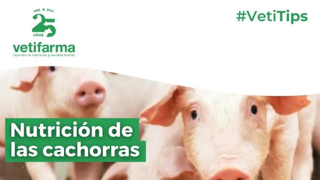 Fases nutricionales de las cachorras