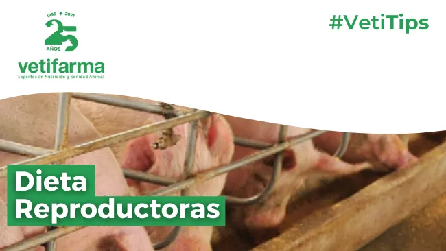 Fases nutricionales de la hembra reproductora