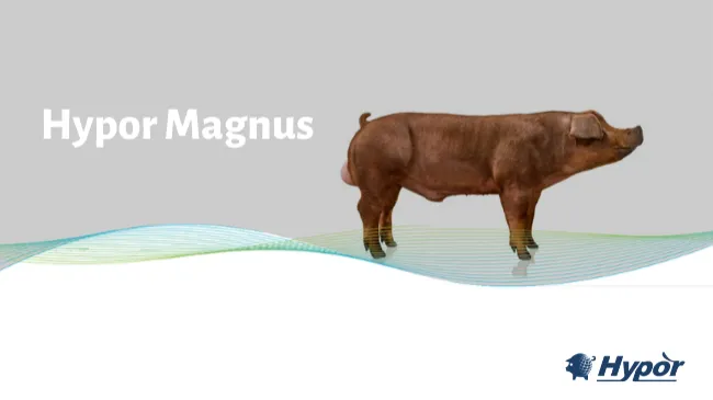 Hypor Magnus, nuestra línea de finalizadores Duroc