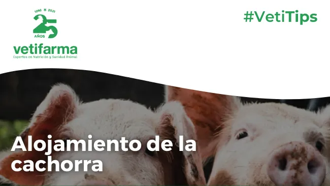 Fases nutricionales en la hembra reproductora 