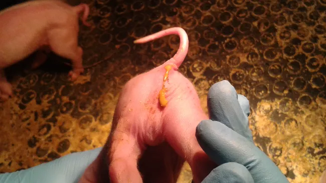 Ceva launched sow vaccine against Neonatal Diarrhoea with 7 antigens inside 