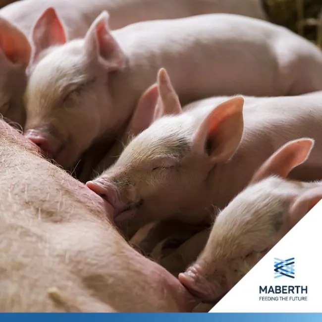 Conosci i nostri piani alimentari dedicati al benessere della scrofa e...
