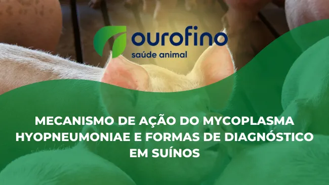 [Entrevista] Mecanismo de ação do Mycoplasma hyopneumoniae e formas de diagnóstico em suínos