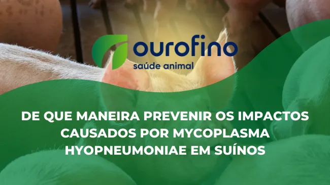 [Entrevista] De que maneira prevenir os impactos causados por Mycoplasma hyopneumoniae em suínos