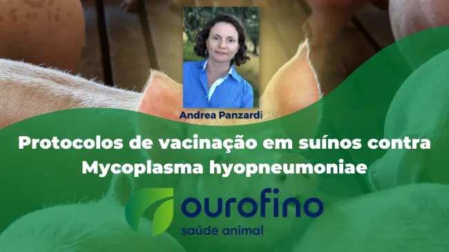 [Entrevista] Protocolos de vacinação de suínos contra Mycoplasma hyopneumoniae