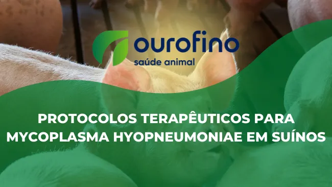[Entrevista] Protocolos terapêuticos para Mycoplasma hyopneumoniae em suínos
