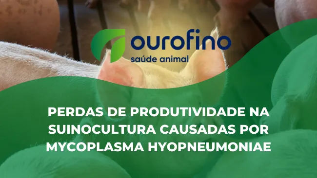 [Entrevista]  Perdas de produtividade na suinocultura causadas por Mycoplasma hyopneumoniae