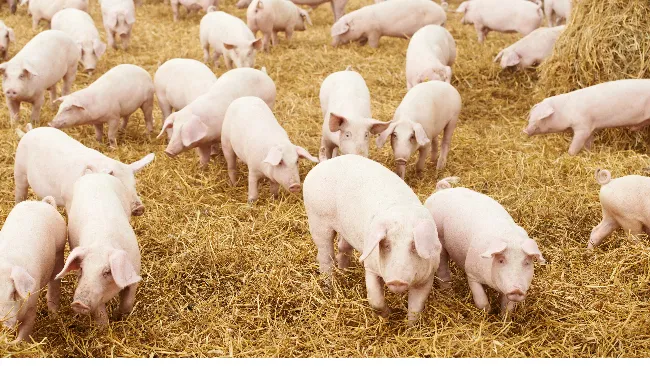 NSAIDs and antimicrobials in swine respiratory problems