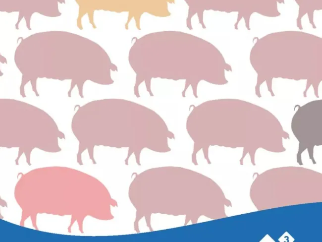 Connaissez-vous déjà notre outil pour calculer les entrées de truie...