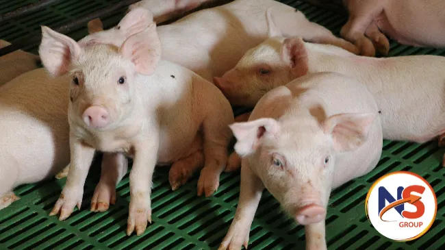 Consideraciones sobre las micotoxinas en cerdo