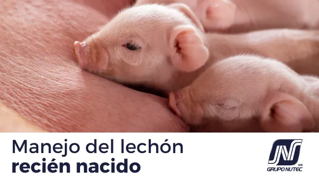 Los tres básicos en la atención y manejo del lechón recién nacido