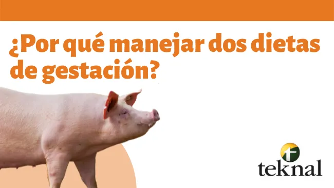 ¿Por qué manejar dos dietas de gestación?