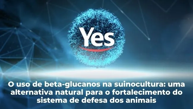 Beta-glucanos na suinocultura: uma alternativa natural para o fortalecimento do sistema de defesa