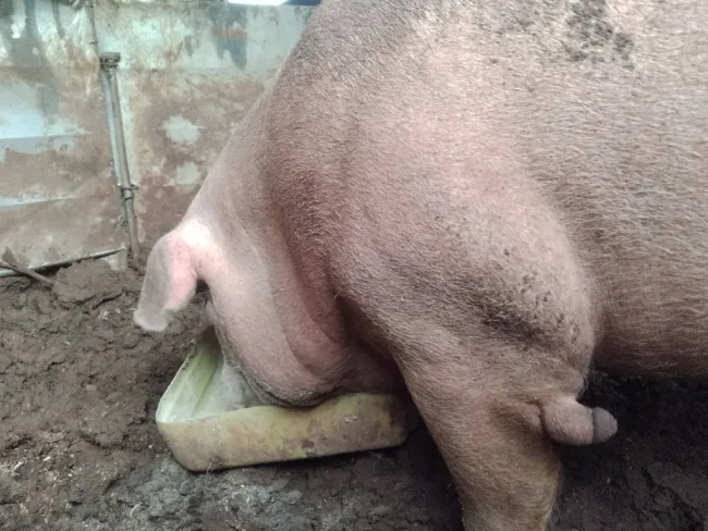 what's the tumour on this pig