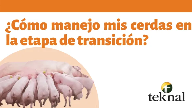 ¿Cómo manejo mis cerdas en la etapa de transición?