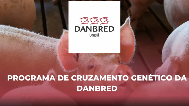 Programa de cruzamento genético da DanBred
