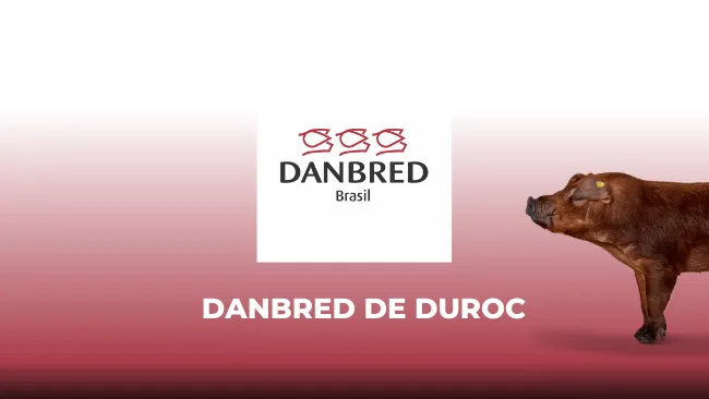 DanBred Duroc torna seu negócio altamente competitivo aumentando a produção e reduzindo custos!
