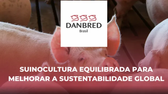 Suinocultura equilibrada para melhorar a sustentabilidade global