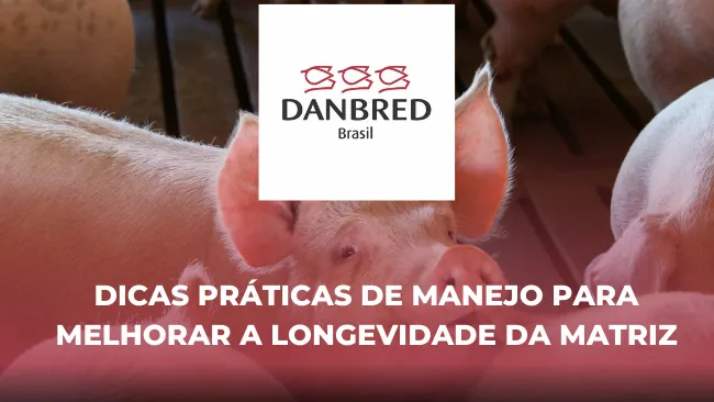 Dicas práticas de manejo para melhorar a longevidade da matriz