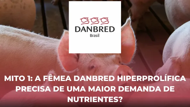 Mito 1: A fêmea DanBred hiperprolífica precisa de uma maior demanda de nutrientes?