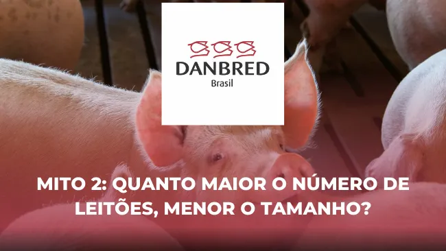 Mito 2: Quanto maior o número de leitões, menor o tamanho?