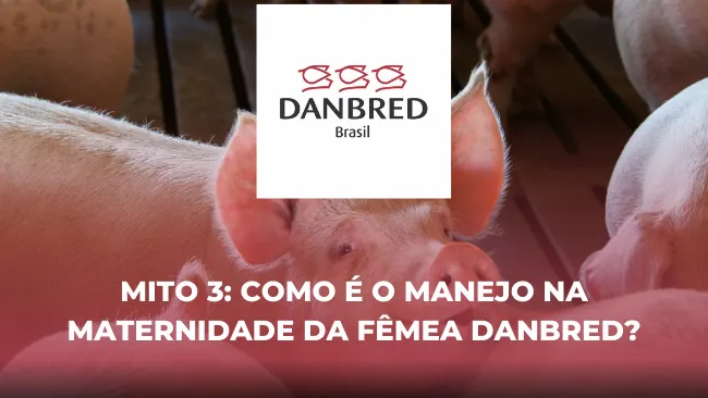 Mito 3: Como é o manejo na maternidade da fêmea DanBred?