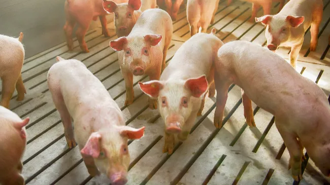 Gestiona los datos productivos, la sanidad y el uso de antimicrobianos de transiciones y cebo