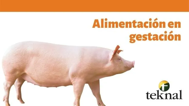 ¿Cuánto alimento a mis cerdas durante el primer tercio de gestación? 