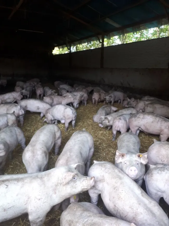 Otra muestra más de que el engorde en cama caliente en Cataluña es v...