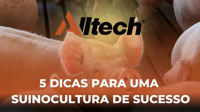 5 dicas para uma suinocultura de sucesso
