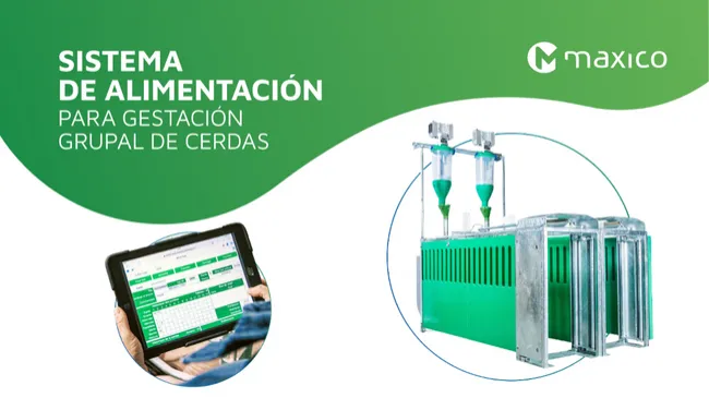 Sistema de alimentación para gestación grupal de cerdas