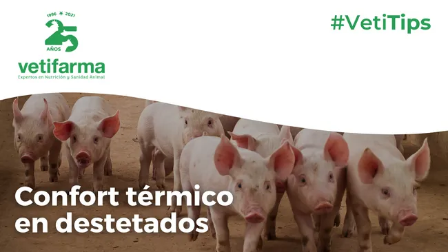 Confort ambiental en el destete