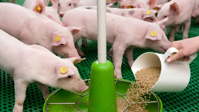 Cómo destetar a todos los lechones lo más sanos posible